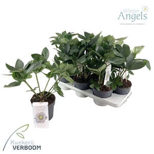 Helleborus Orientalis Cinderella p15 GROEN