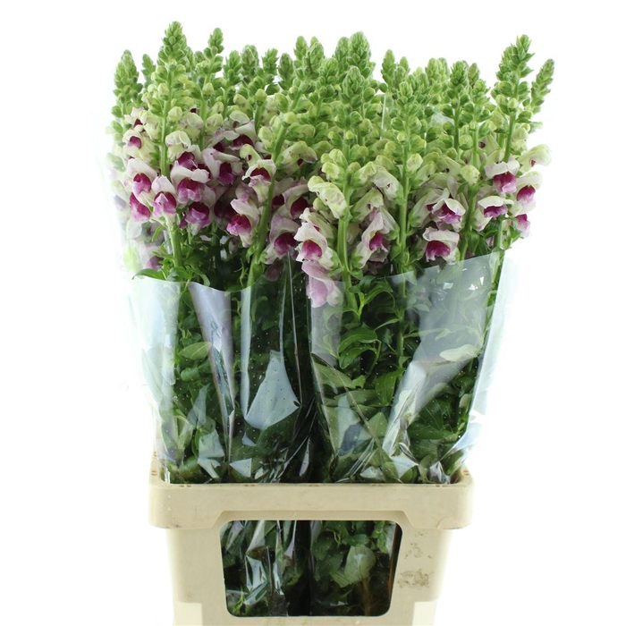 <h4>Antir Op Bicolor</h4>