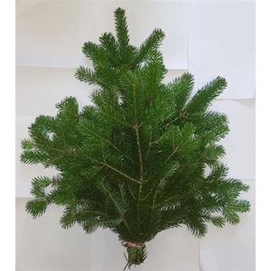 Abies Nordmann Handbos