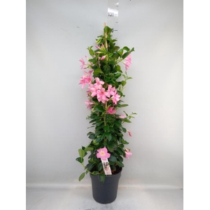 Mandevilla sand. 'SumStar Pink Mag'