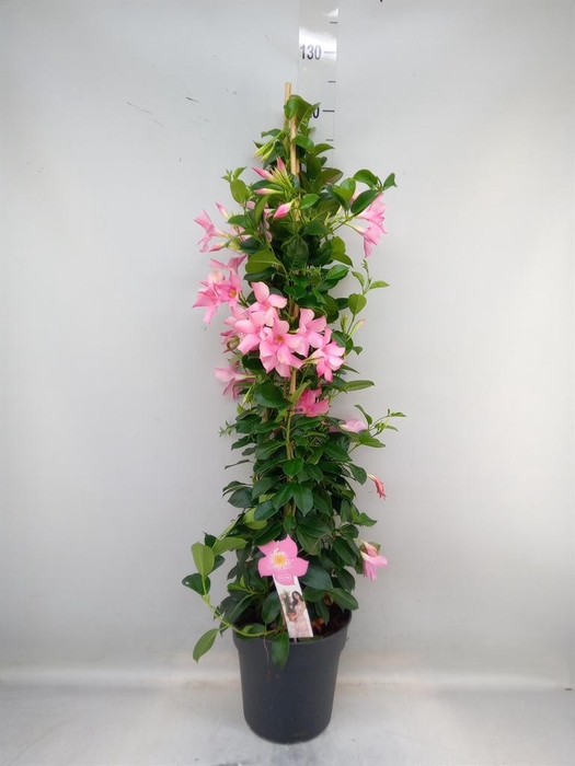 <h4>Mandevilla sand. 'SumStar Pink Mag'</h4>