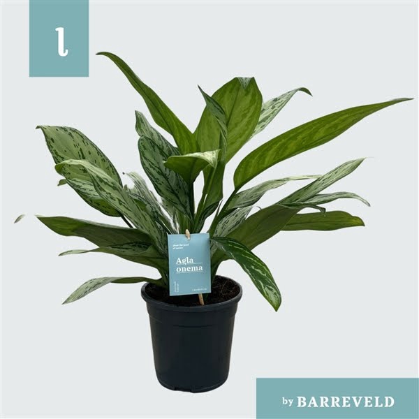 <h4>Green Agla 'Silver Queen' (Aglaonema)</h4>