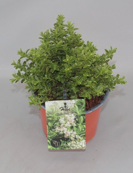 <h4>Hebe rakaiensis C2</h4>