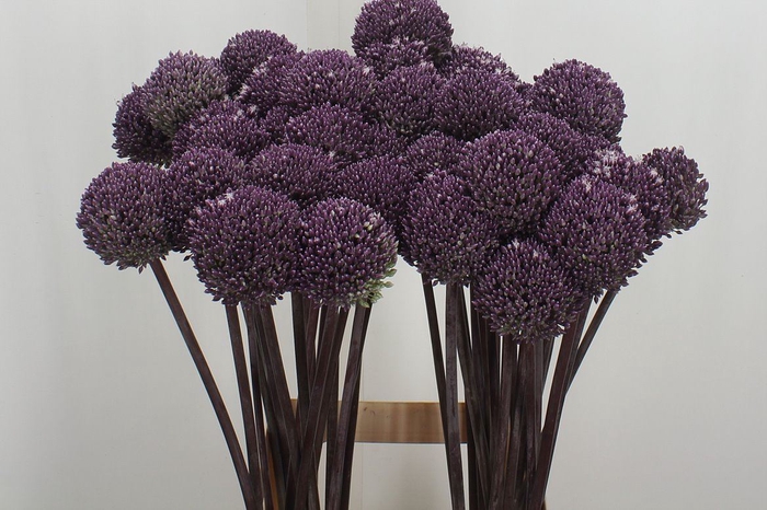 <h4>Allium Summer Drummer</h4>