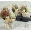 arr8 Arr Tuinplanten