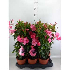 Mandevilla am. 'Diaman Opal Fuch F'