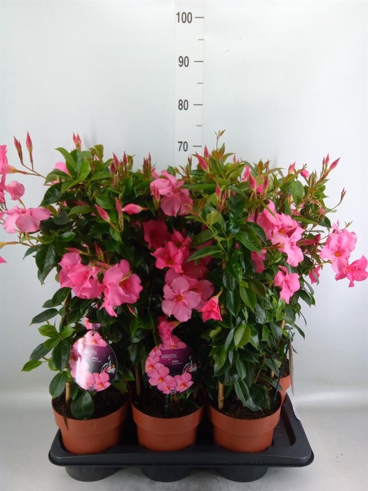 <h4>Mandevilla am. 'Diaman Opal Fuch F'</h4>