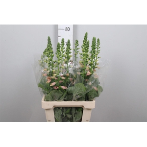 Digi Purpurea Salmon