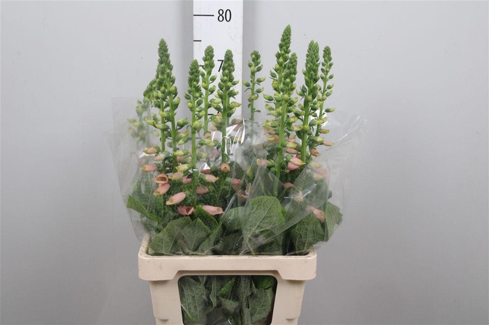 <h4>Digi Purpurea Salmon</h4>