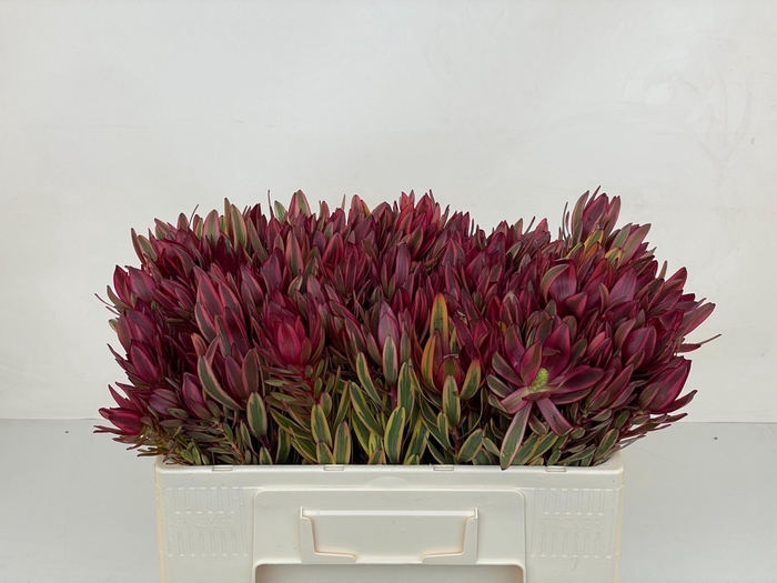 <h4>LEUCAD JESTER</h4>