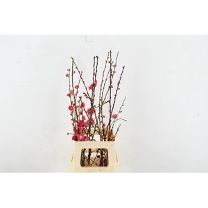 PRUNUS MELRED VERTAKT 080CM