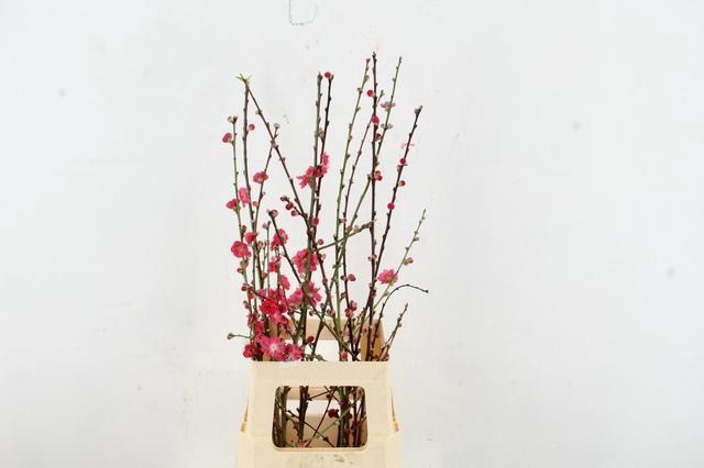 <h4>PRUNUS MELRED VERTAKT 080CM</h4>