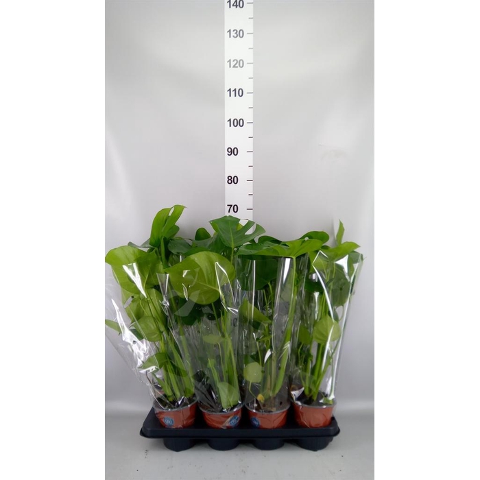 <h4>Monstera delic.</h4>