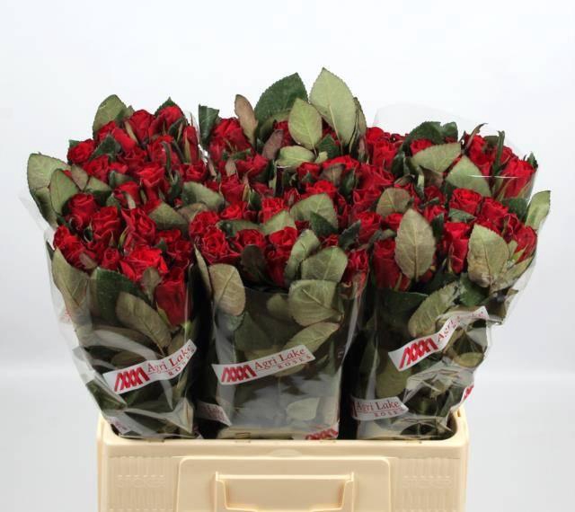 <h4>R GR RED TACAZZI+</h4>