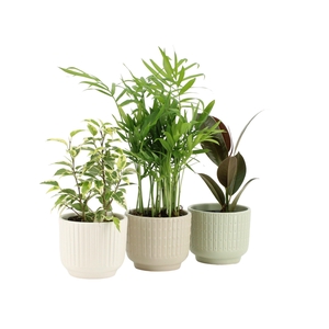 7501191: Solutionss Plants