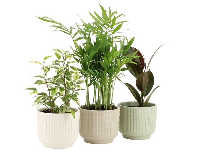 <h4>7501191: Solutionss Plants</h4>