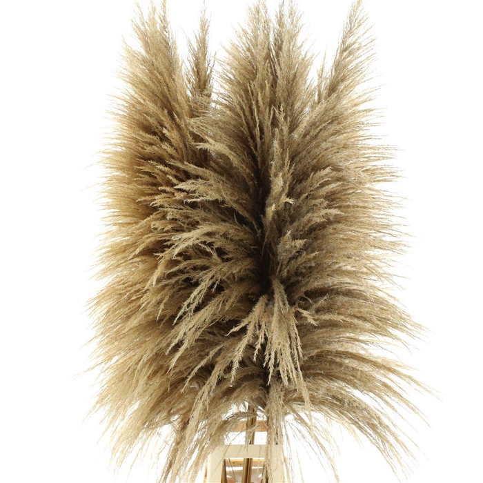 Corta Dried X X L Natural Bronze