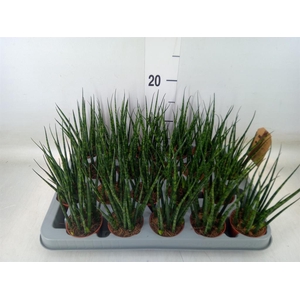 Sansevieria  'Fernwood'