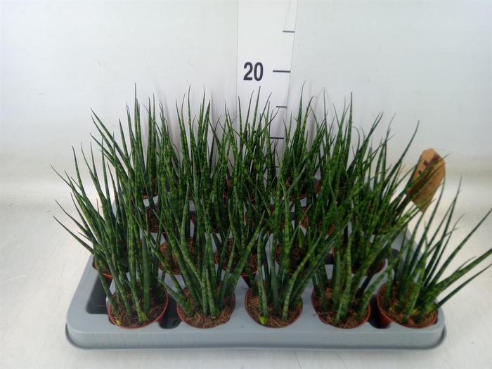 <h4>Sansevieria  'Fernwood'</h4>