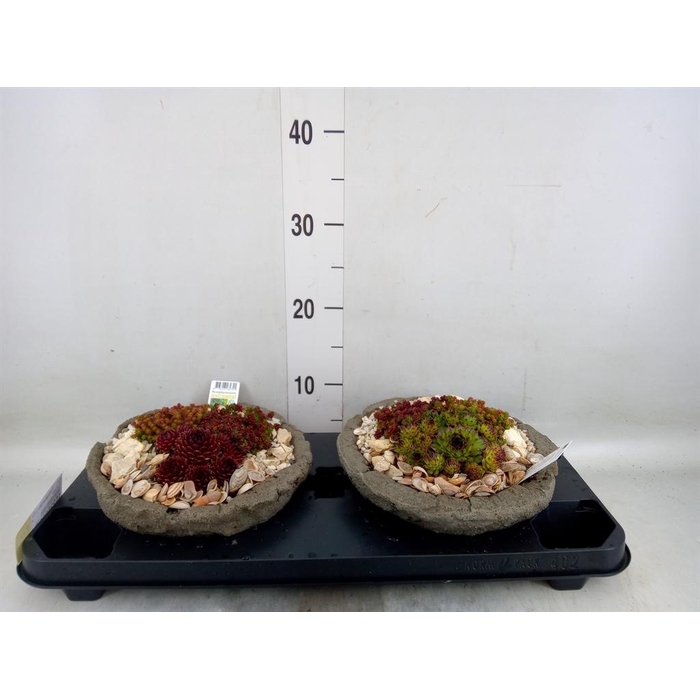 <h4>Arr.   Tuinplanten L%</h4>