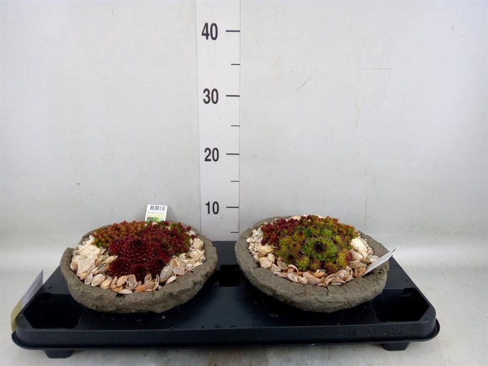 <h4>Arr.   Tuinplanten L%</h4>