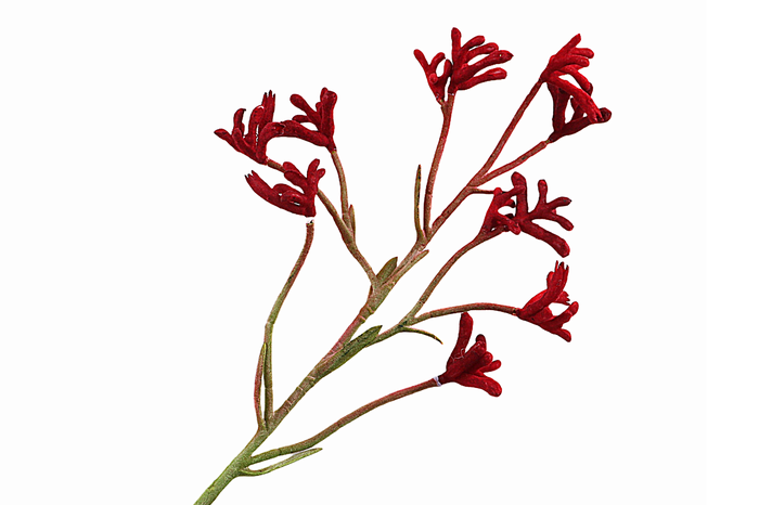 <h4>Anigozanthos Red</h4>