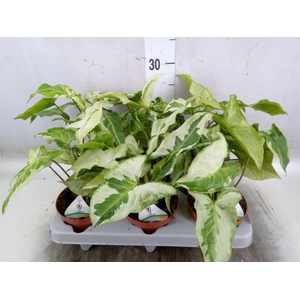 Syngonium   ...