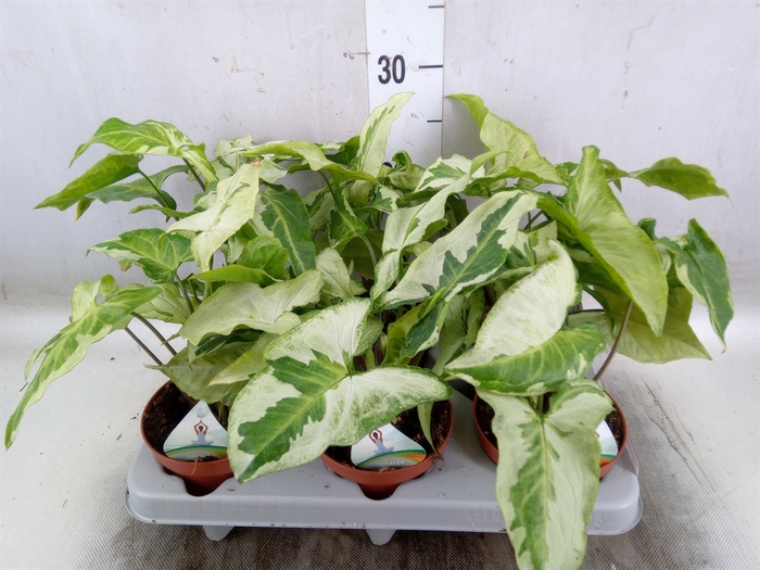 <h4>Syngonium   ...</h4>