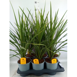 Cordyline indivisa 'Peko'