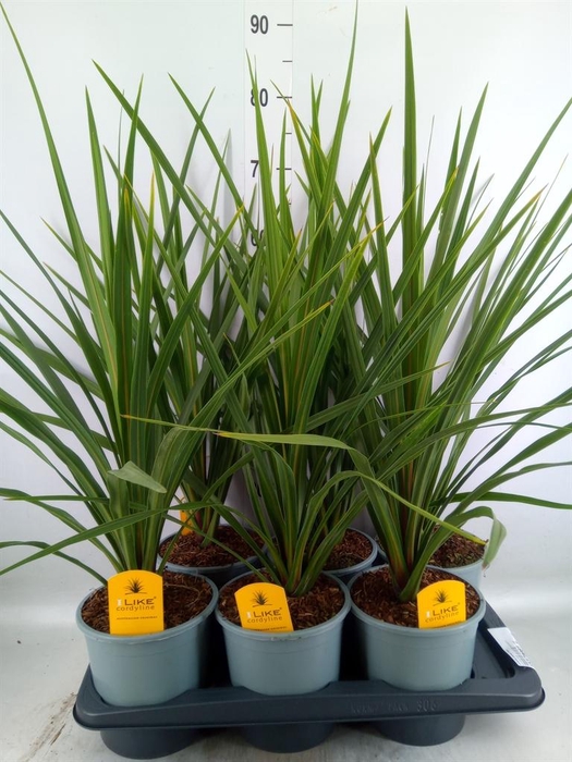 <h4>Cordyline indivisa 'Peko'</h4>