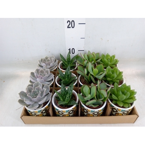 Succulents   ...