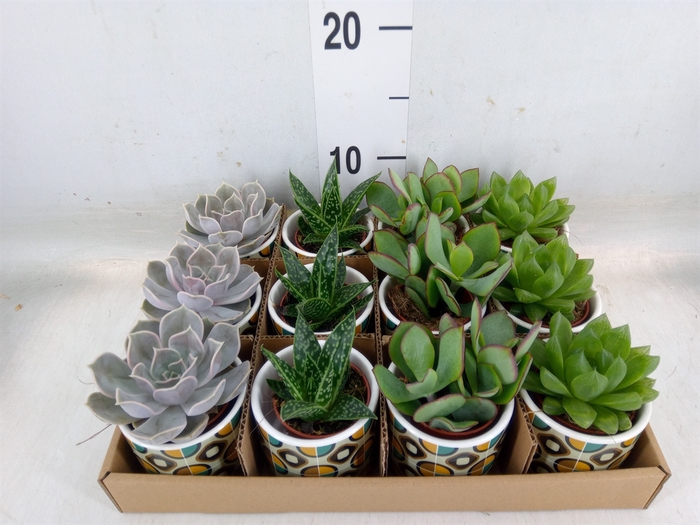 <h4>Succulents   ...</h4>