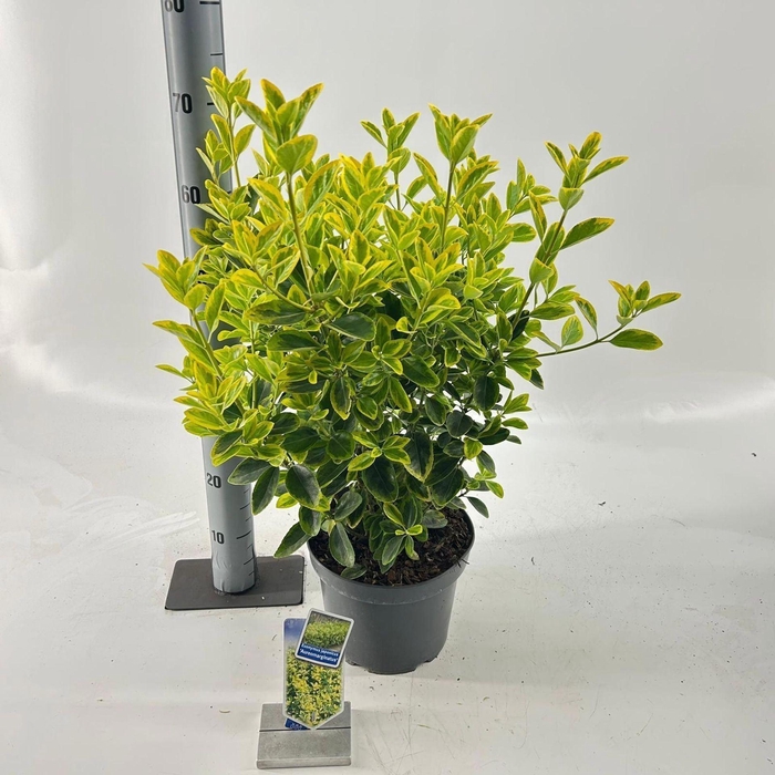 <h4>Euonymus japonicus Aureomarginatus</h4>