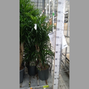 Dracaena refl. 'Anita'
