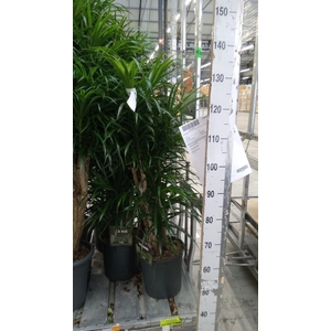 Dracaena refl. 'Anita'