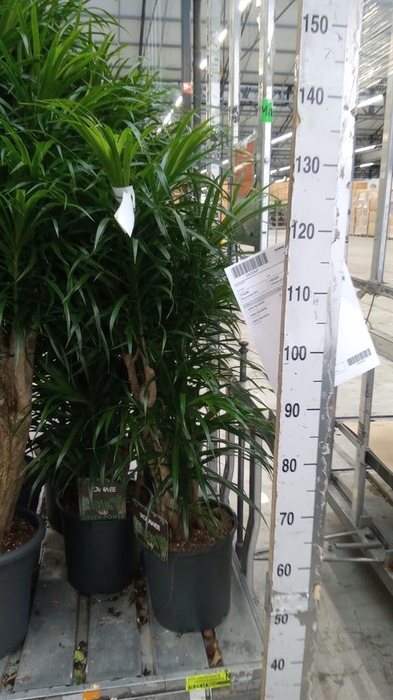 <h4>Dracaena refl. 'Anita'</h4>