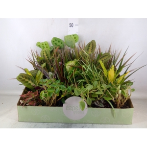 Planten  ..mix