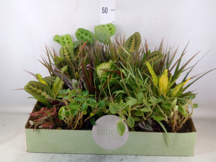 <h4>Planten  ..mix</h4>