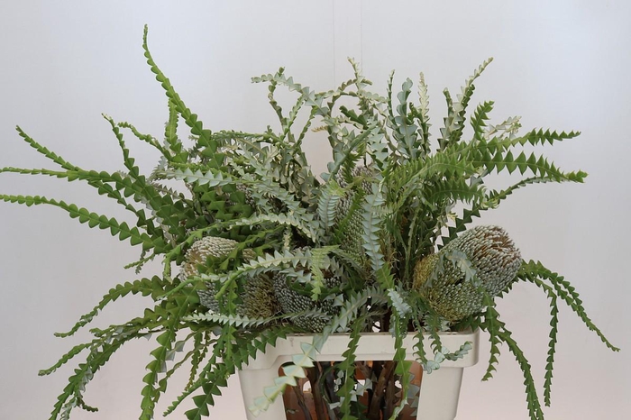 <h4>Banksia Speciosa</h4>