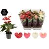 Anthurium 9 cm 3 color mix - Diamond sleeve