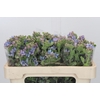 Oxypetalum Tweedia Blue