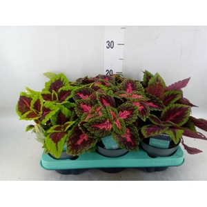 Plectranthus col.   ...mix