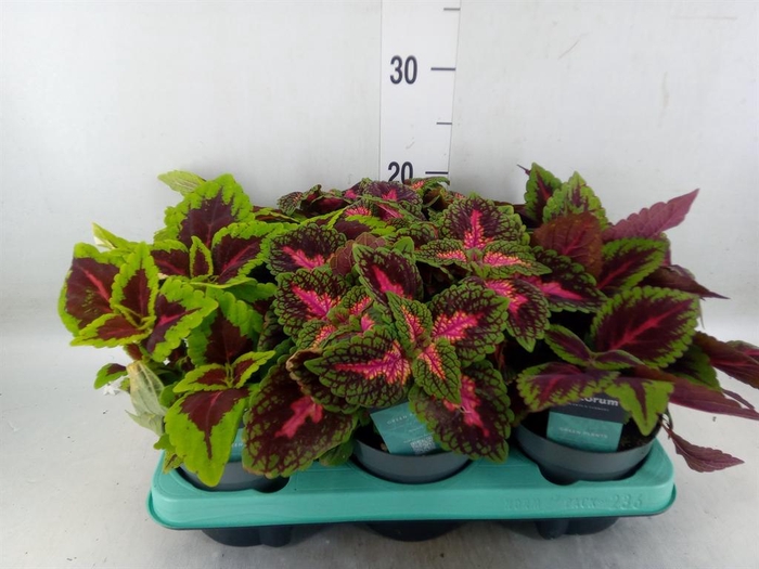 <h4>Plectranthus col.   ...mix</h4>