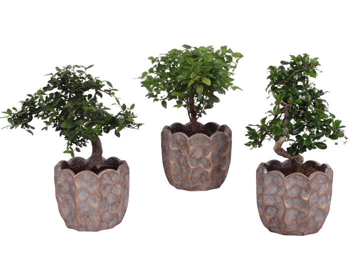 <h4>Bonsai Indoor Mix Ø12cm Mix B/S Shape in Ø 15cm Ceramic PL670</h4>