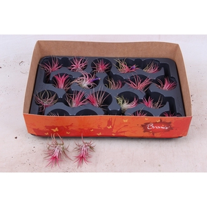 TILLANDSIA IONANTHA