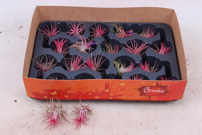 <h4>TILLANDSIA IONANTHA</h4>