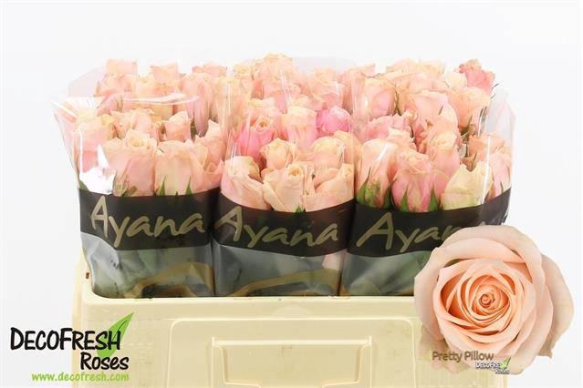 <h4>R Gr Pretty Pillow</h4>