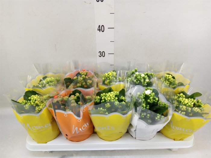 <h4>Kalanchoe blos.   ..rosebud mix  3</h4>