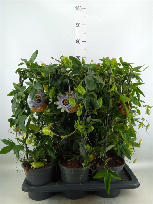 <h4>Passiflora caerul.</h4>