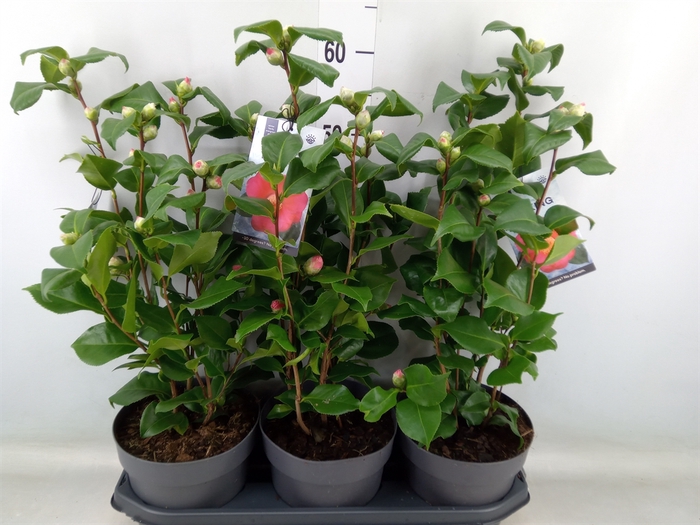 <h4>Camellia japonica 'Dr King'</h4>